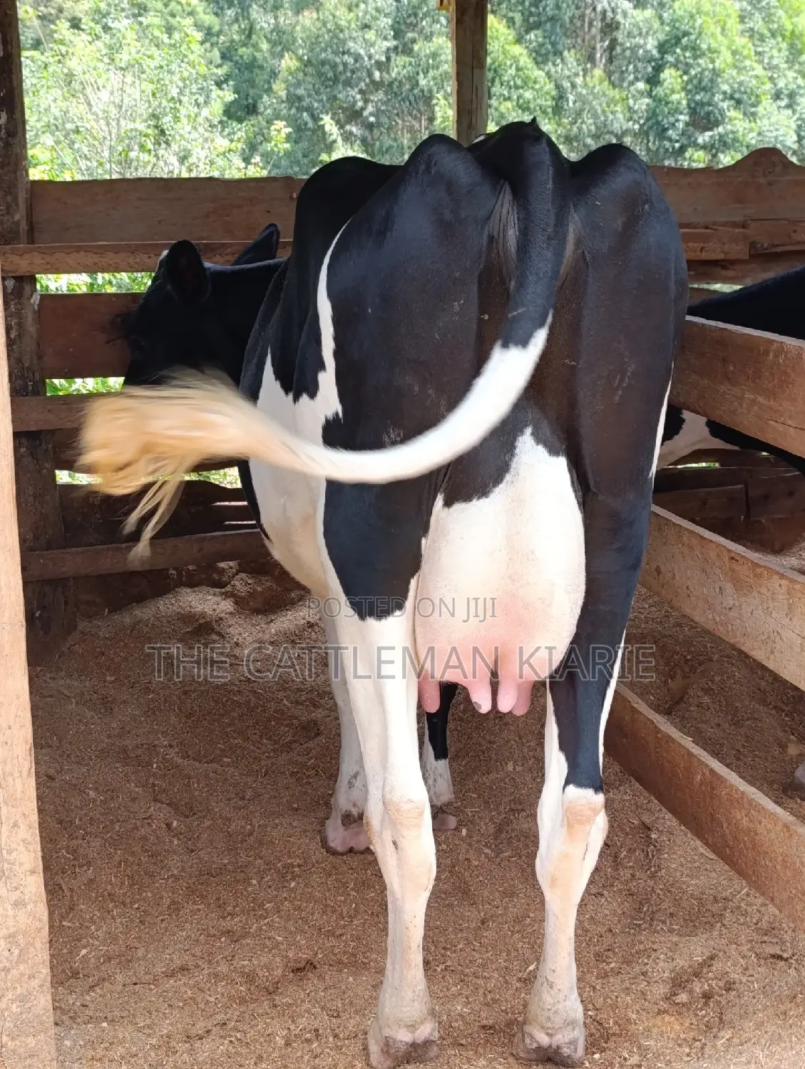 Friesian Heifer