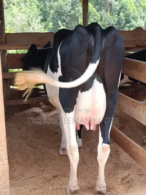 Friesian Heifer
