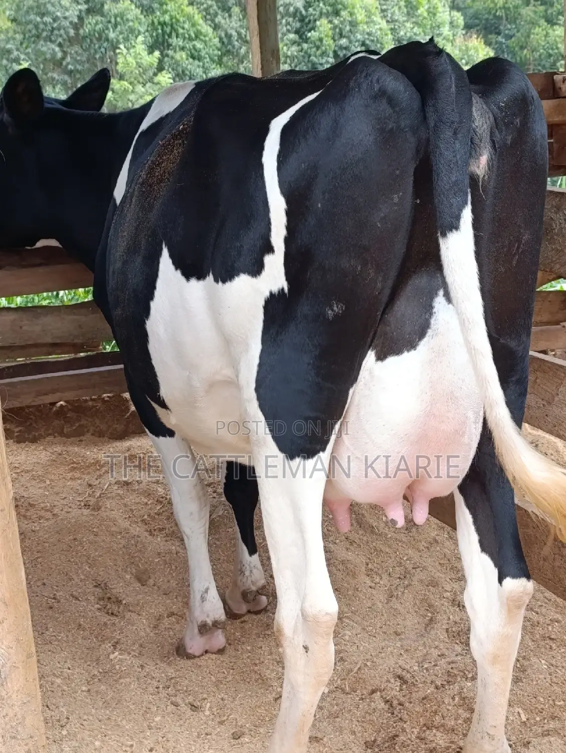 Friesian Heifer