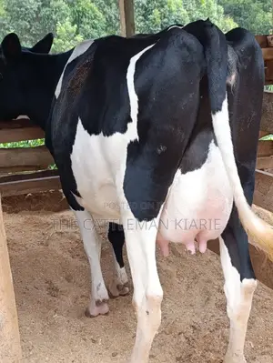 Friesian Heifer