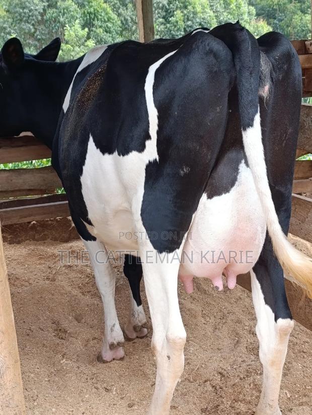 Friesian Heifer - thumbnail 6