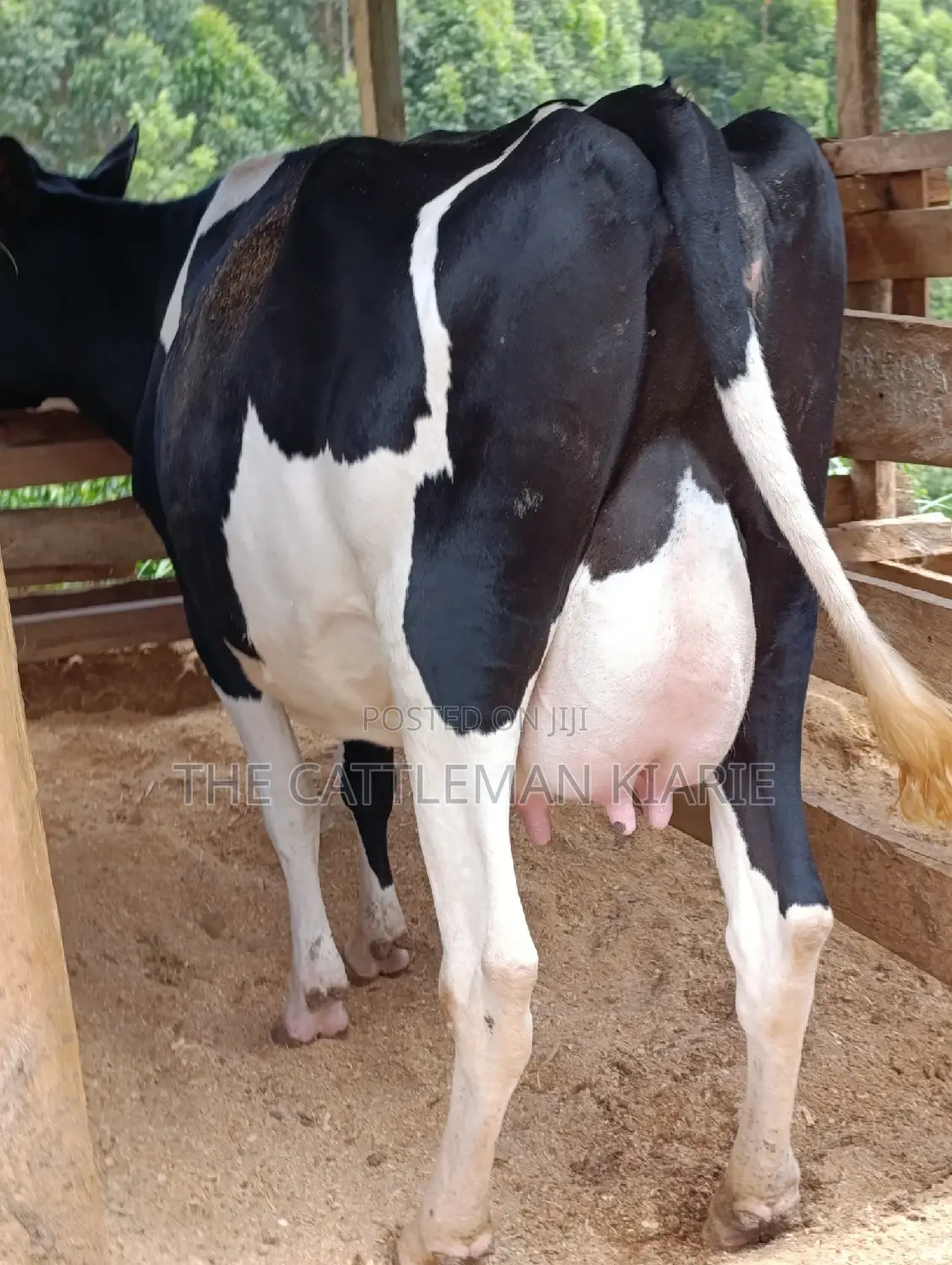 Friesian Heifer