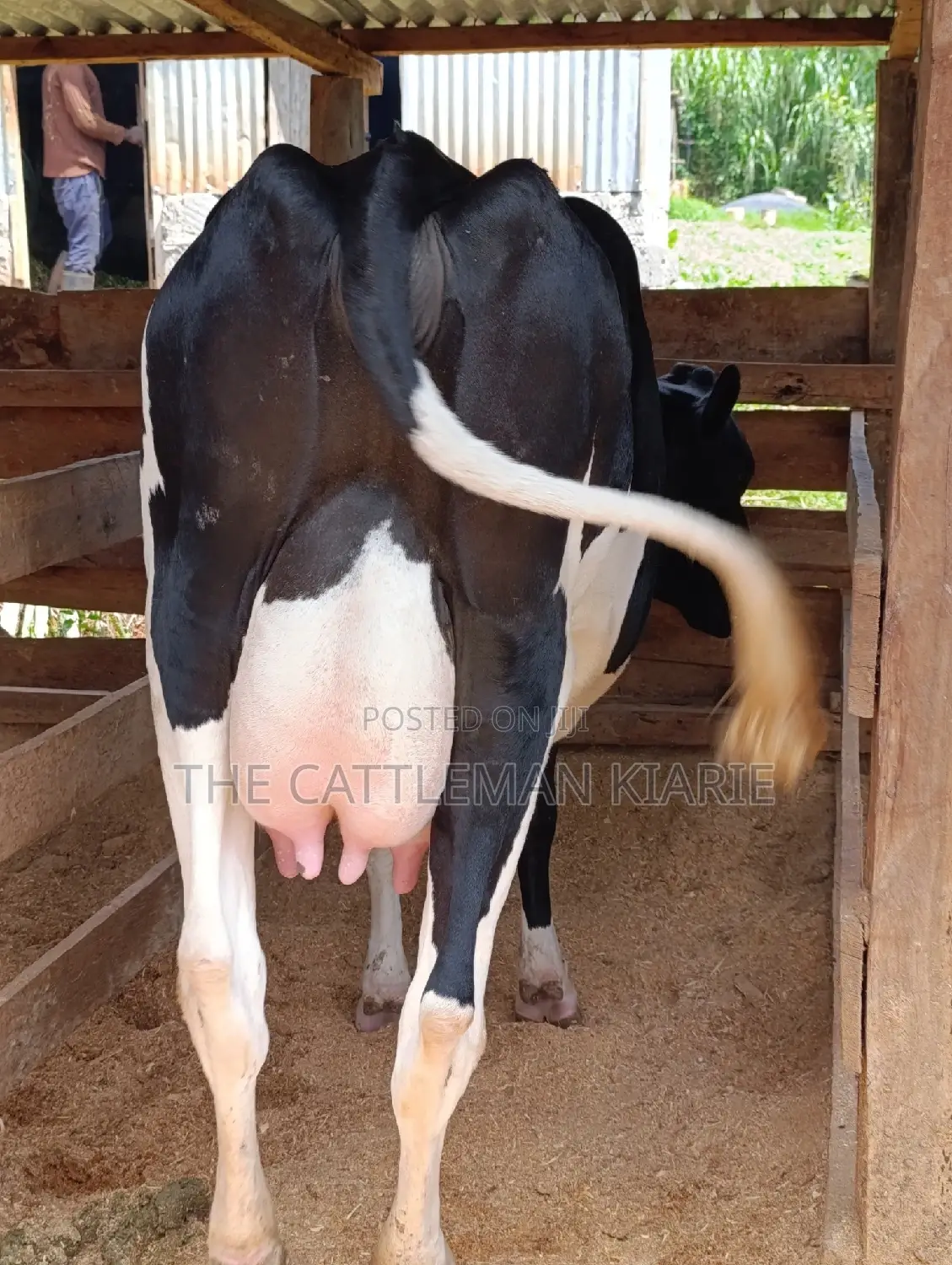 Friesian Heifer