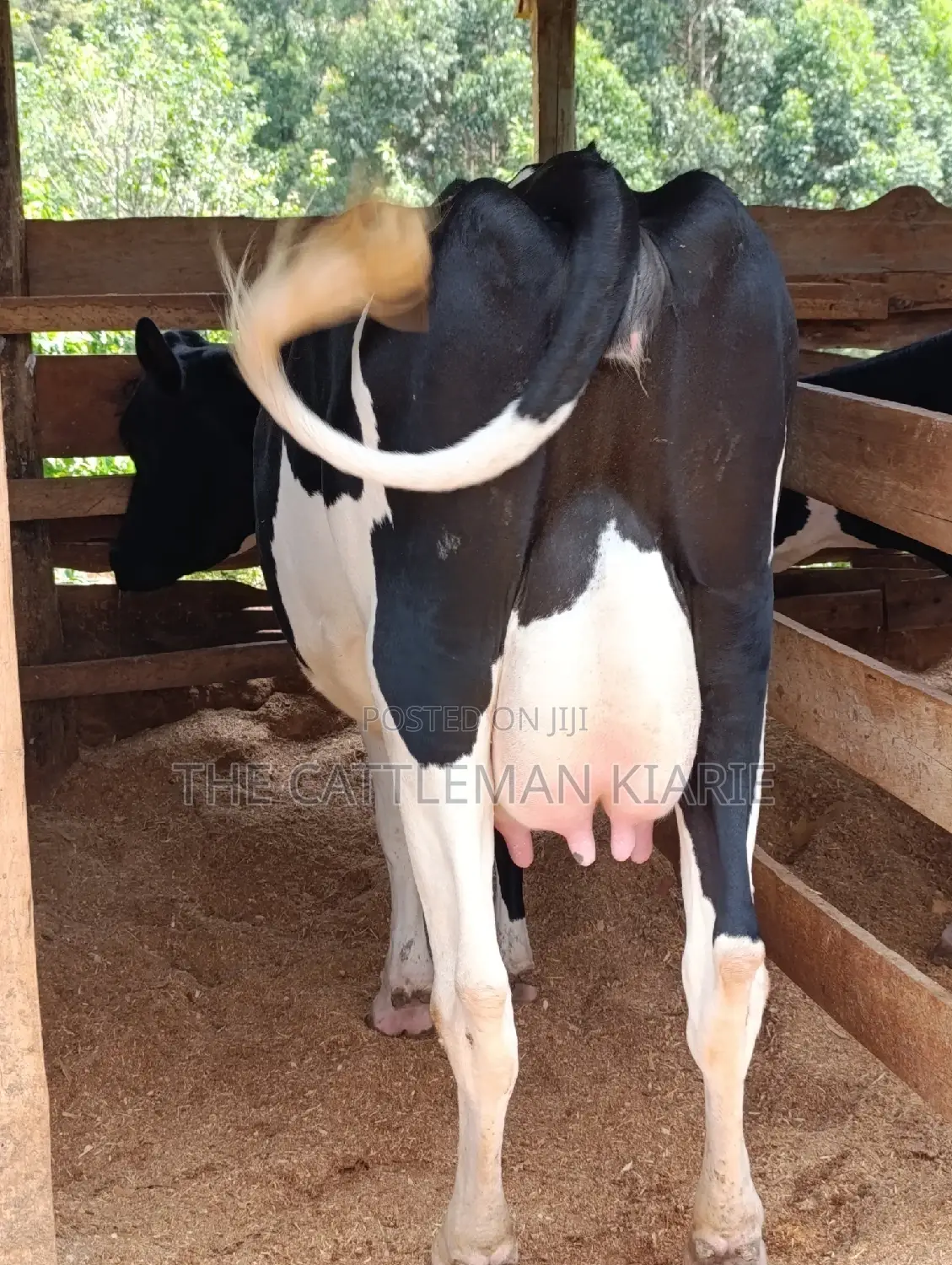 Friesian Heifer