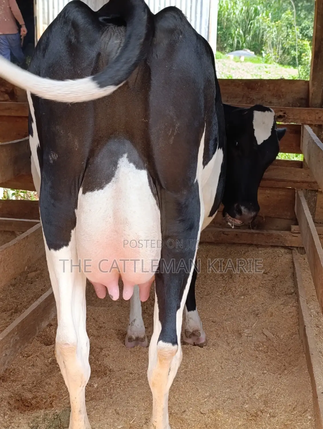 Friesian Heifer