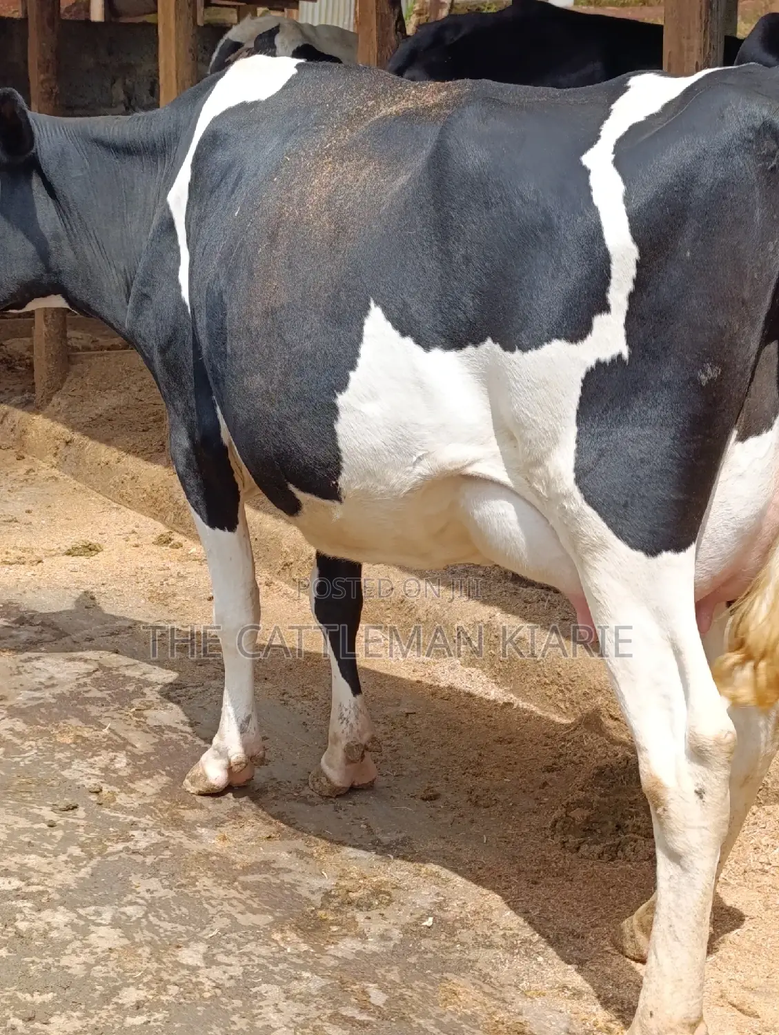 Friesian Heifer