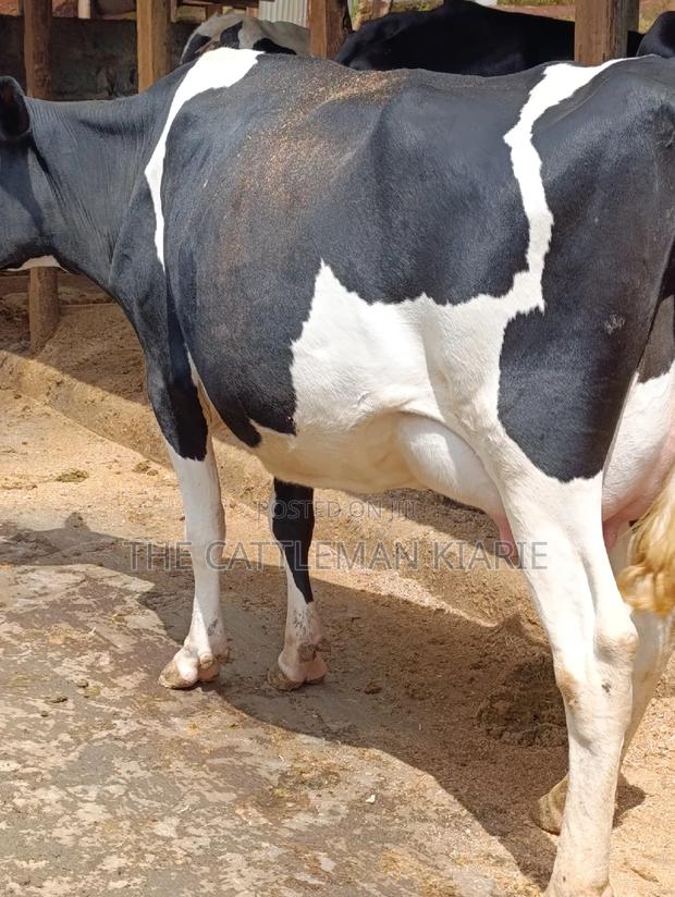 Friesian Heifer - thumbnail 11