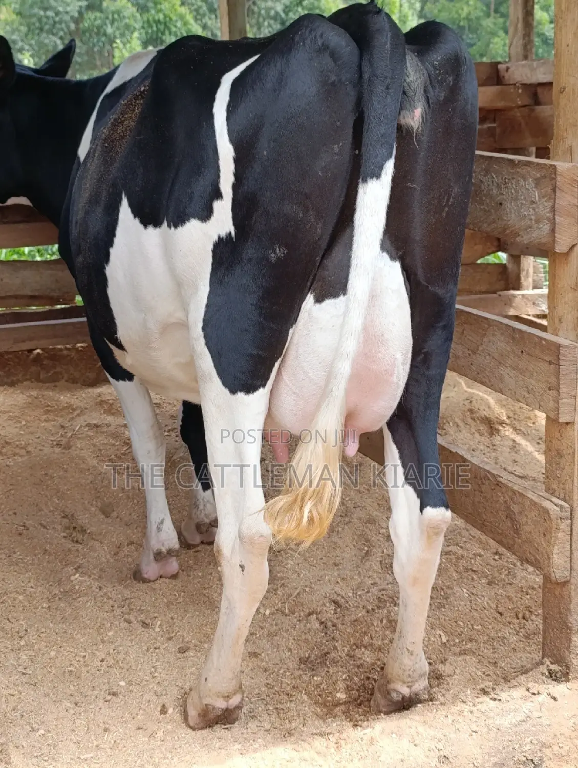 Friesian Heifer