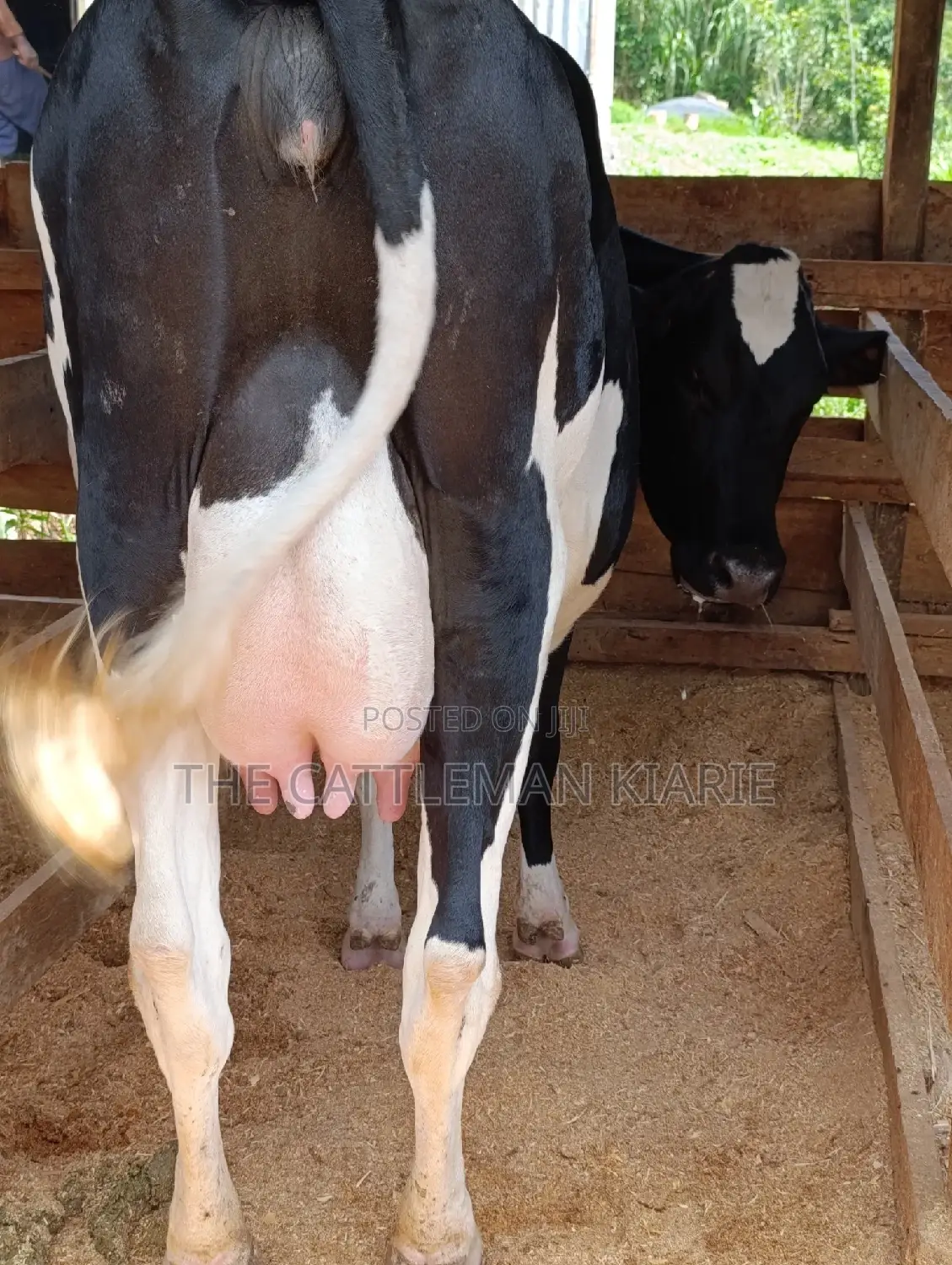 Friesian Heifer