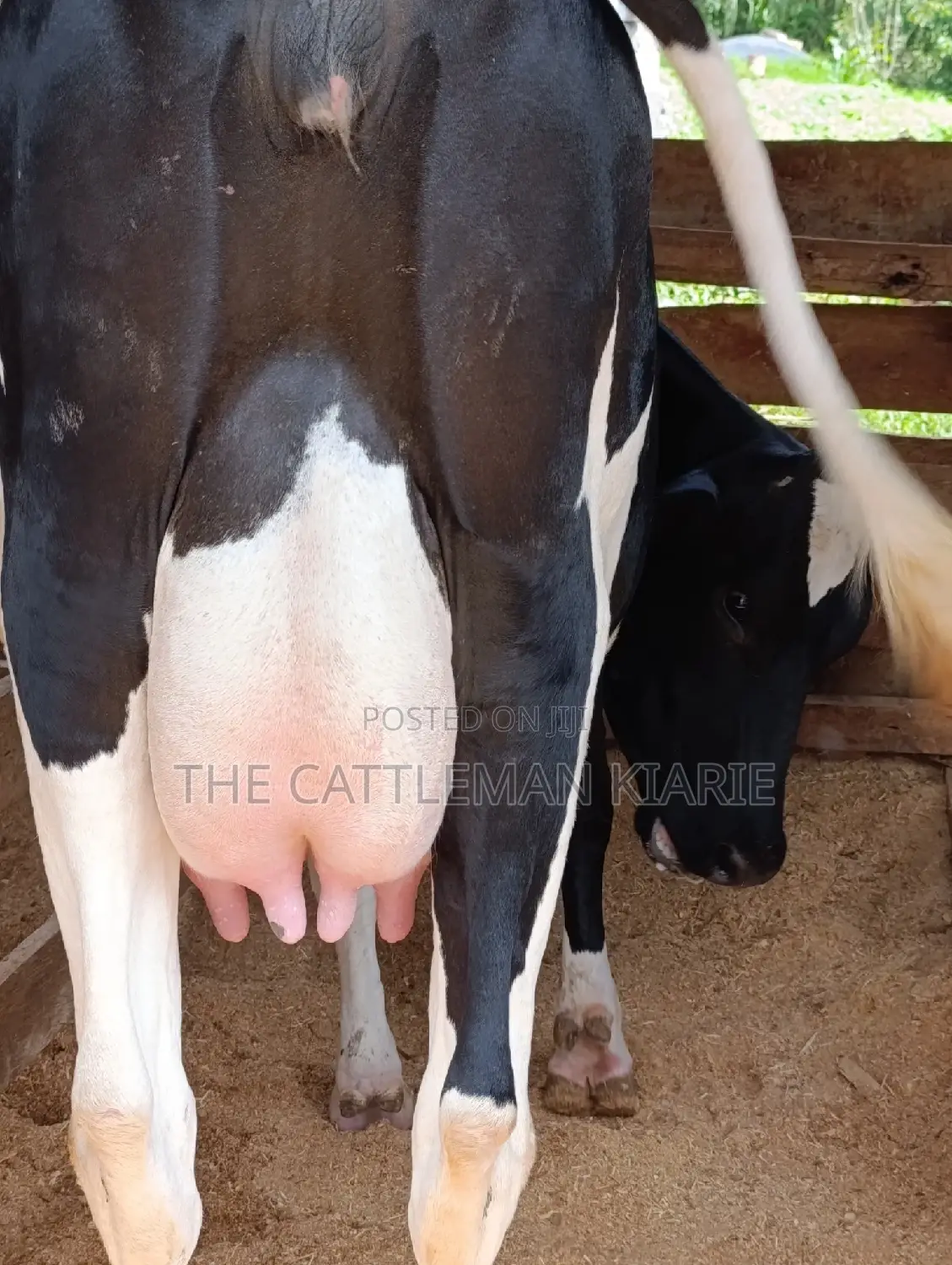 Friesian Heifer