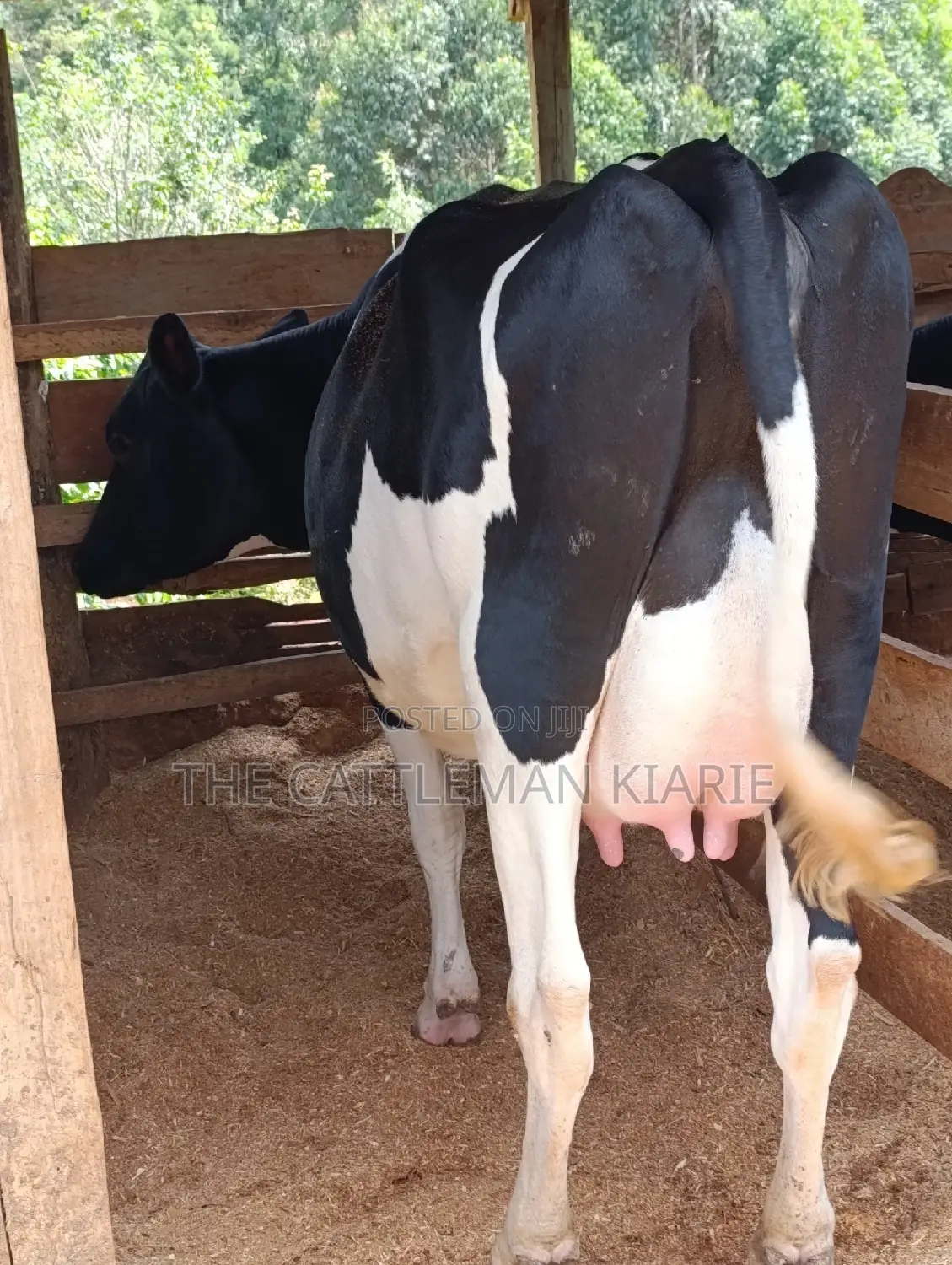 Friesian Heifer