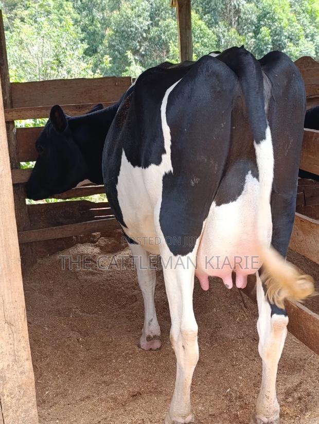 Friesian Heifer - thumbnail 15