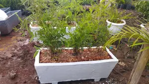 Bamboo Plant on a Concrete Trough