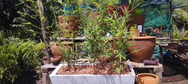 Bamboo Plant,Balcony Bamboo Plants