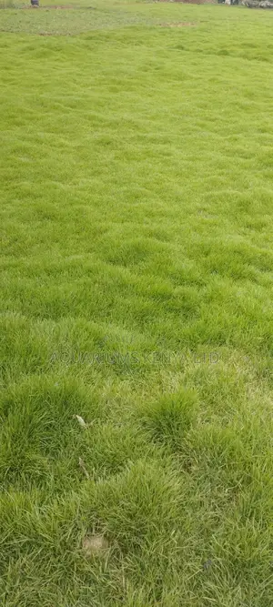 Grass for Sale