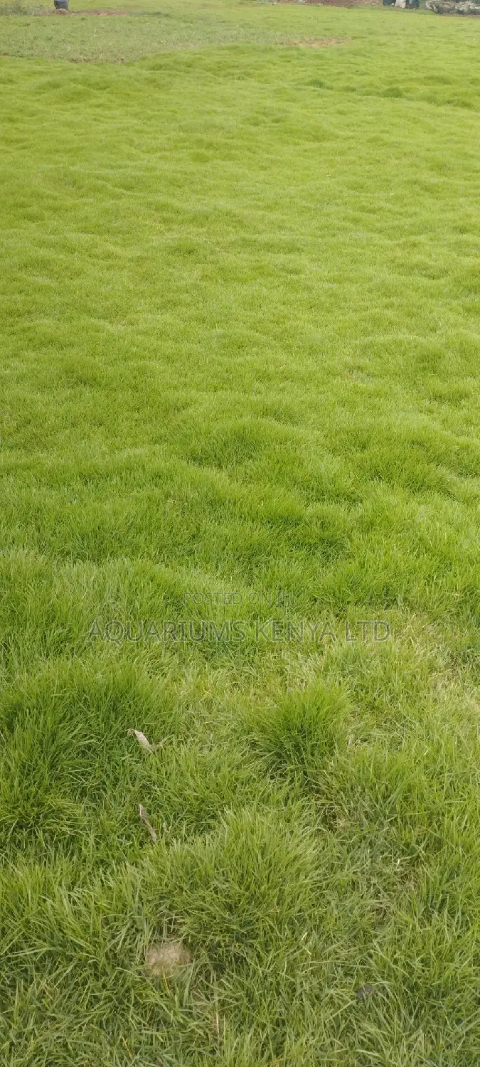 Grass for Sale