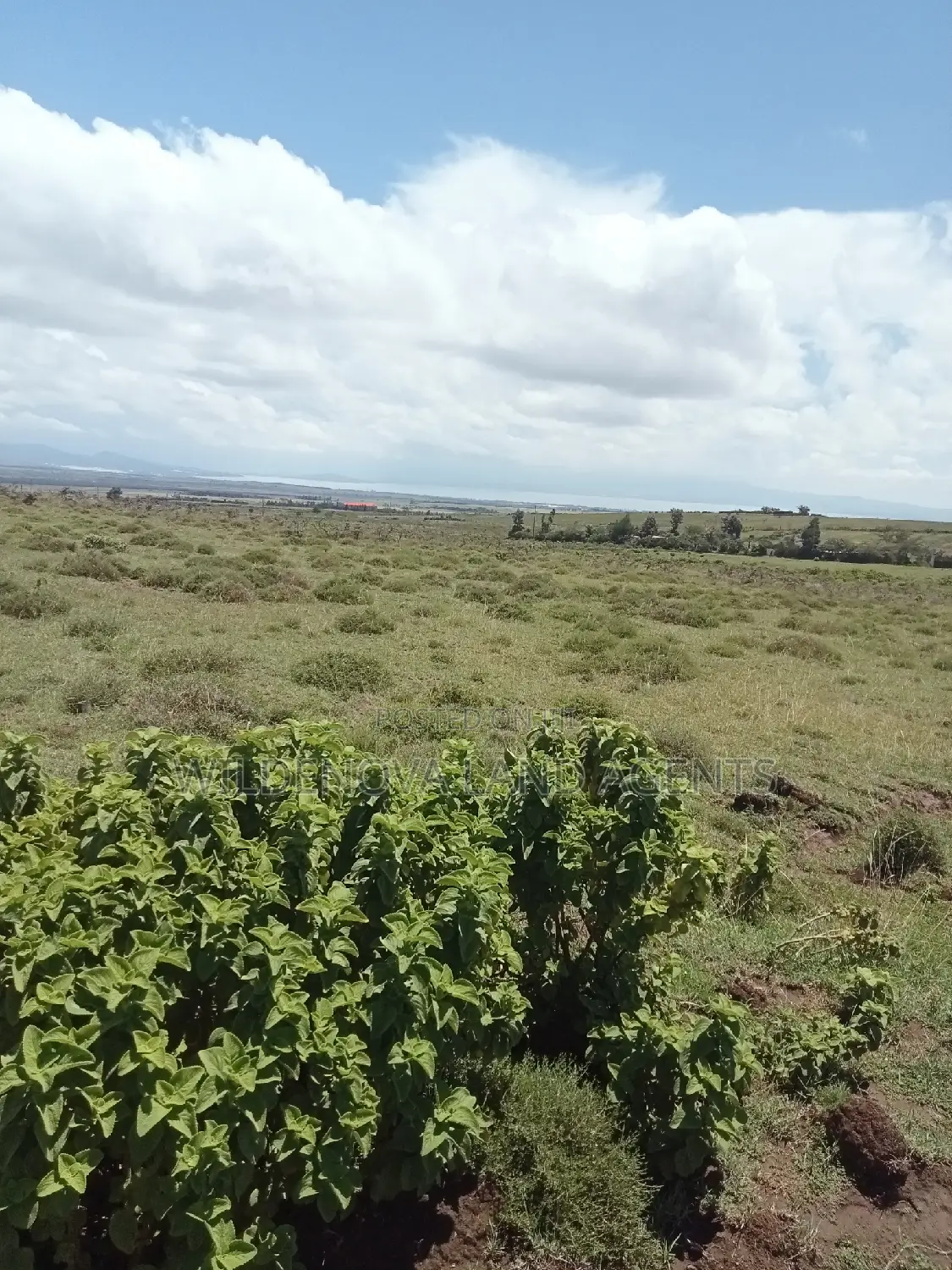 Plots on Sale at Longonot Naivasha Going for J