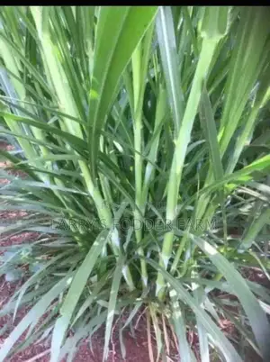 Juncao Napier Grass A.K.A Chinese Magic Grass