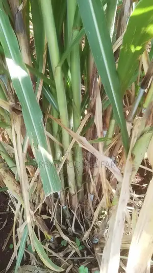 Juncao Napier Grass A.K.A Chinese Magic Grass