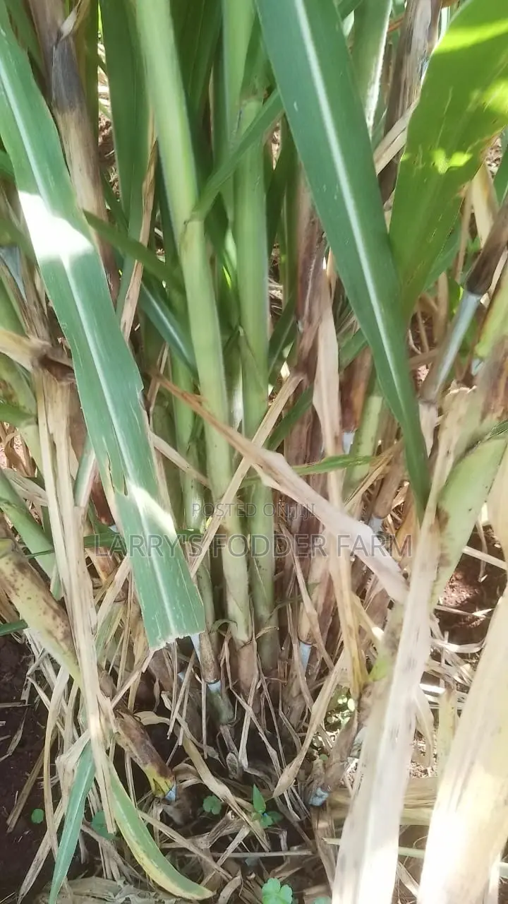 Juncao Napier Grass A.K.A Chinese Magic Grass