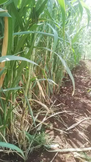 Juncao Napier Grass A.K.A Chinese Magic Grass
