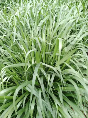 Bracharia Grass