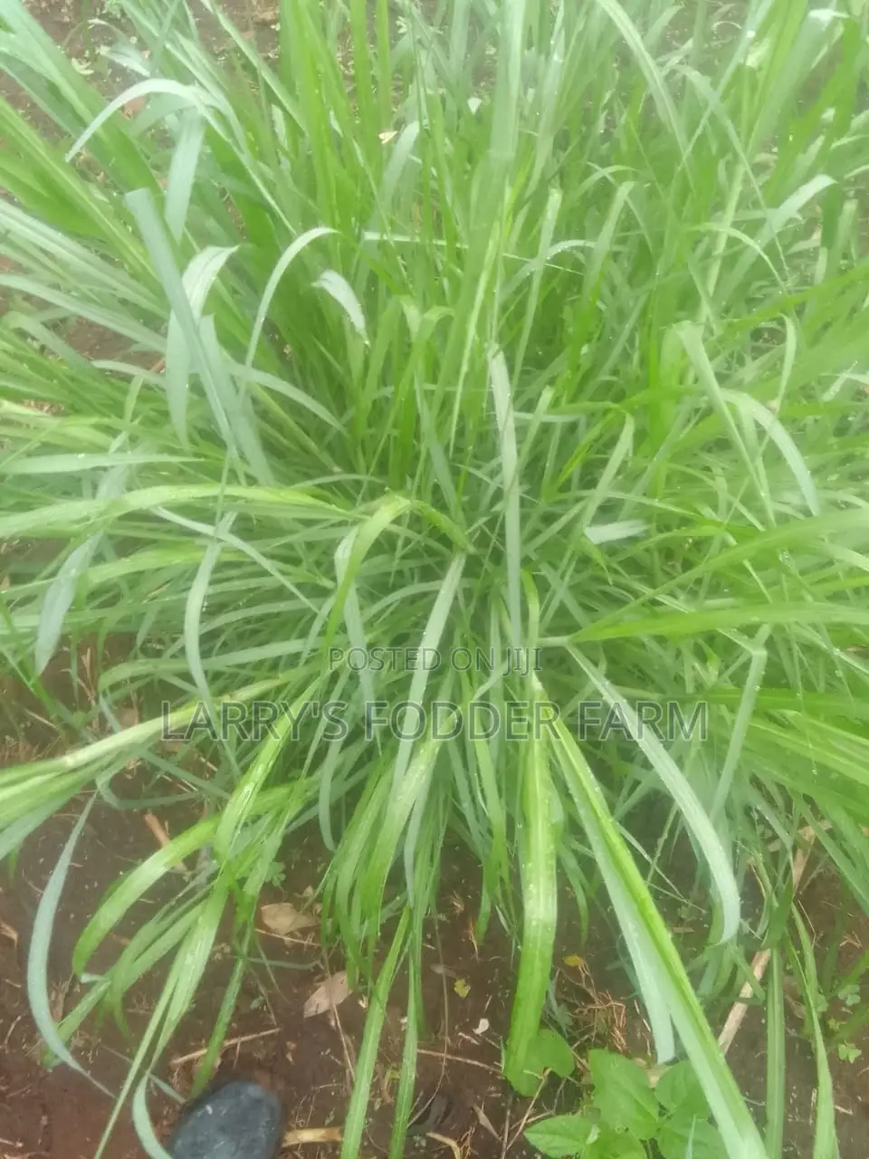 Bracharia Grass