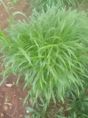 Bracharia Grass