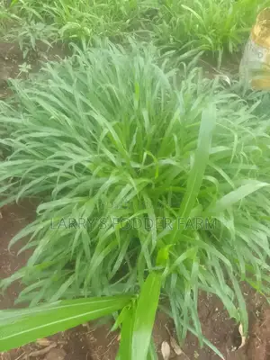 Bracharia Grass