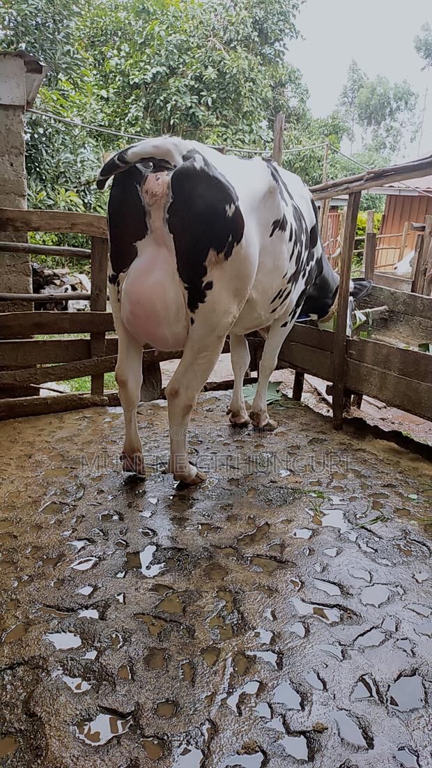 A Freshly Calved Daily Cow - thumbnail 2