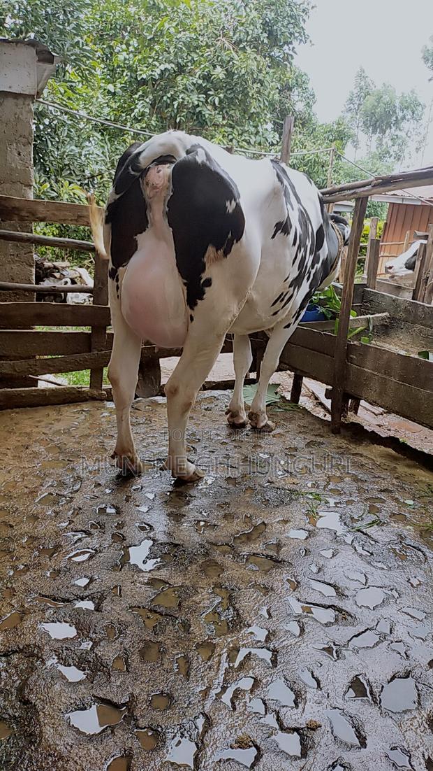 A Freshly Calved Daily Cow