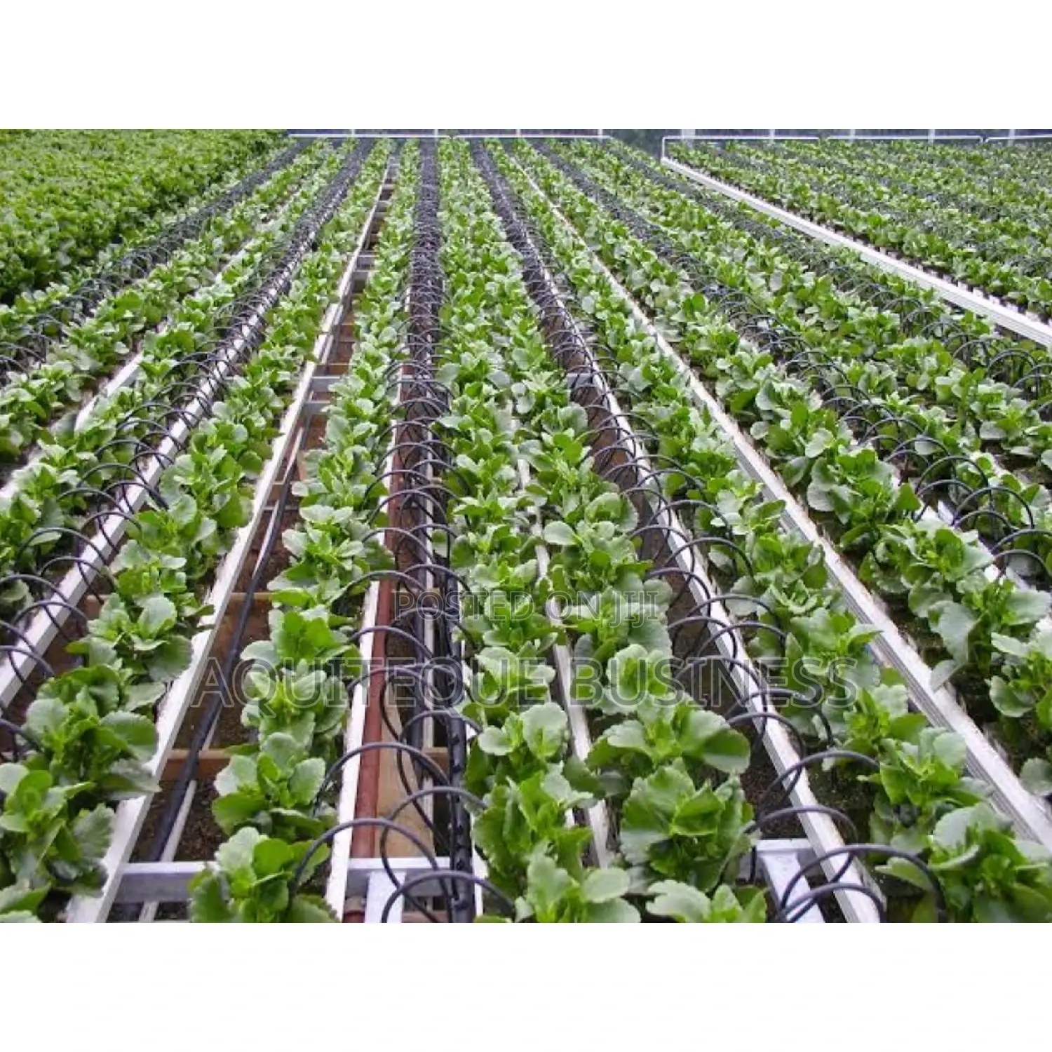 Flat Drip Line for Irrigation