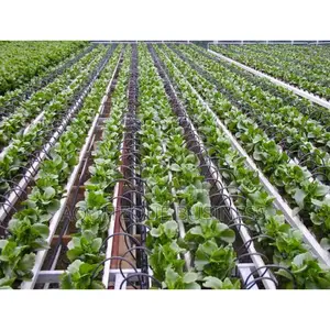 Flat Drip Line for Irrigation
