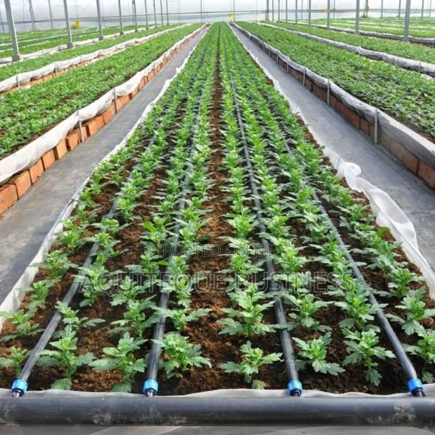 Flat Drip Line. 1000 Meters Long