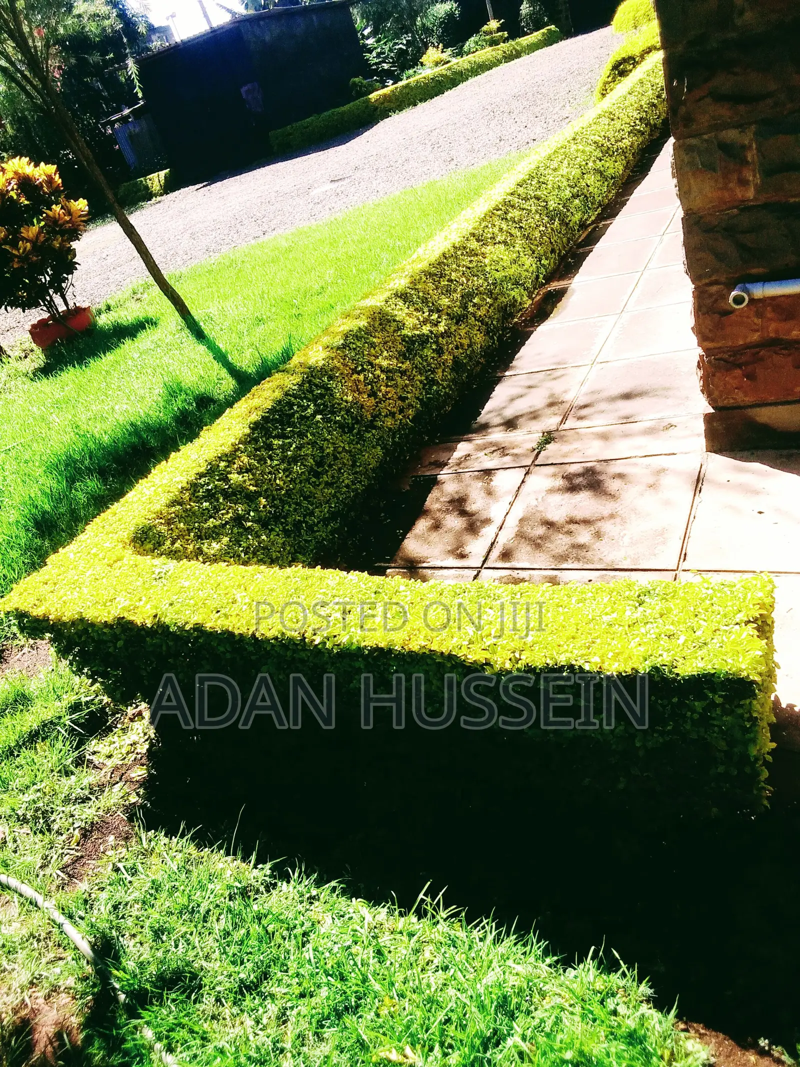 Lawn Care and Hedge Trimming Services