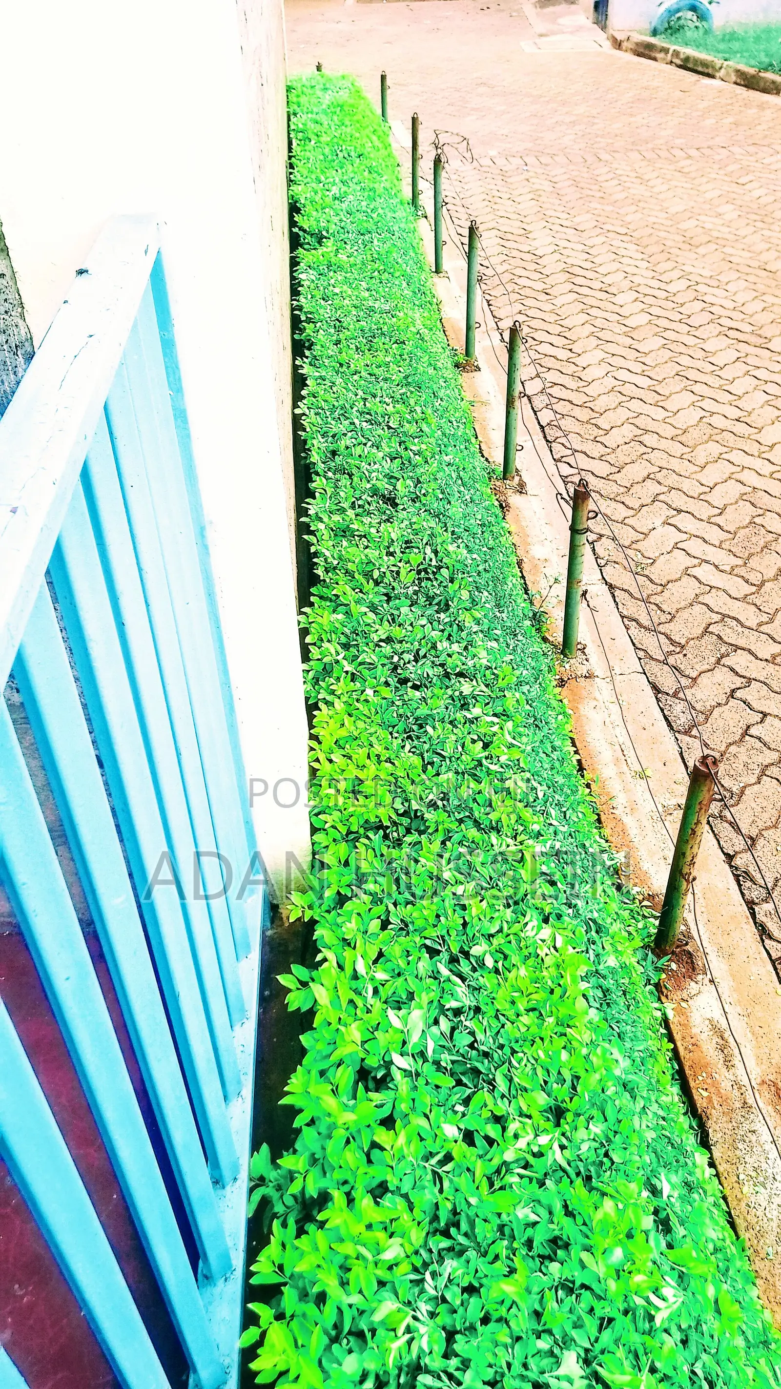 Lawn Care and Hedge Trimming Services