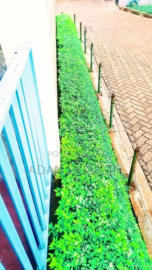 Lawn Care and Hedge Trimming Services
