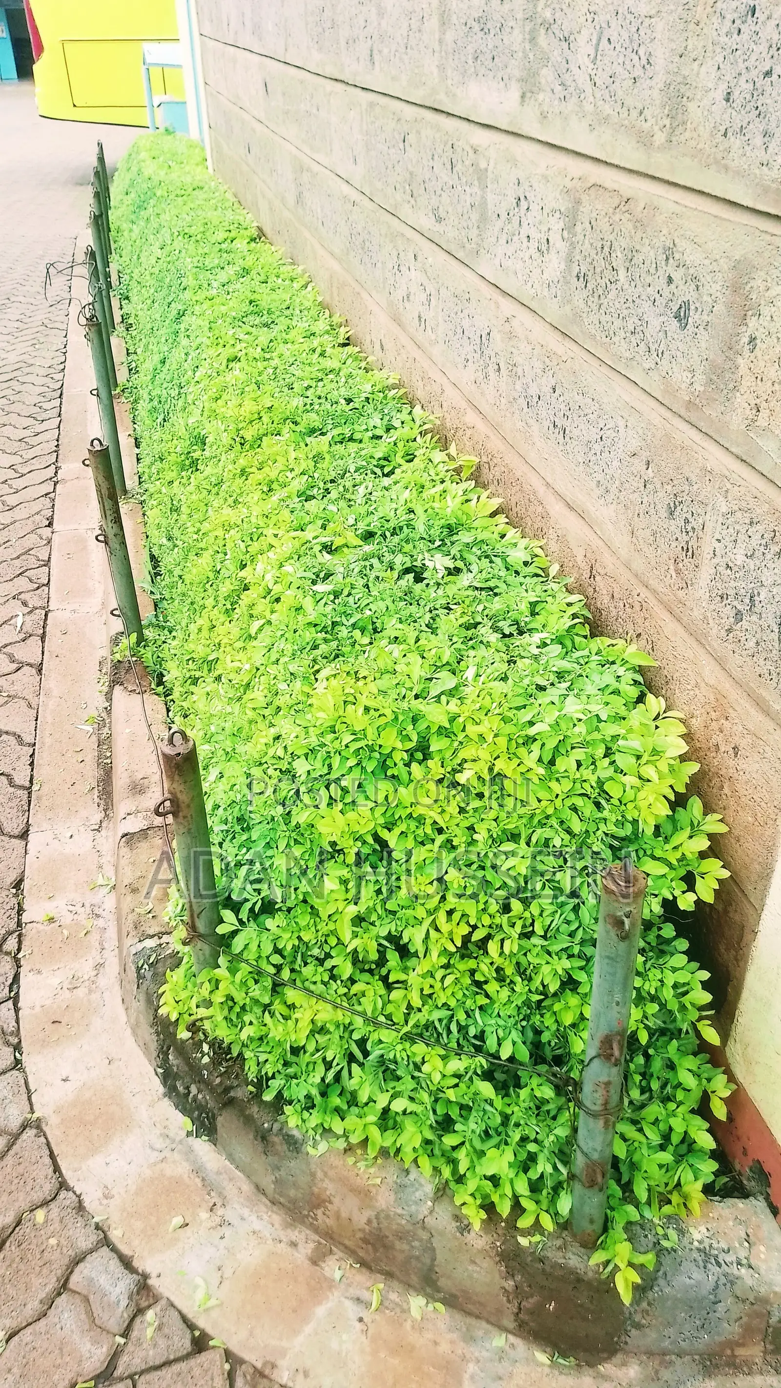 Lawn Care and Hedge Trimming Services