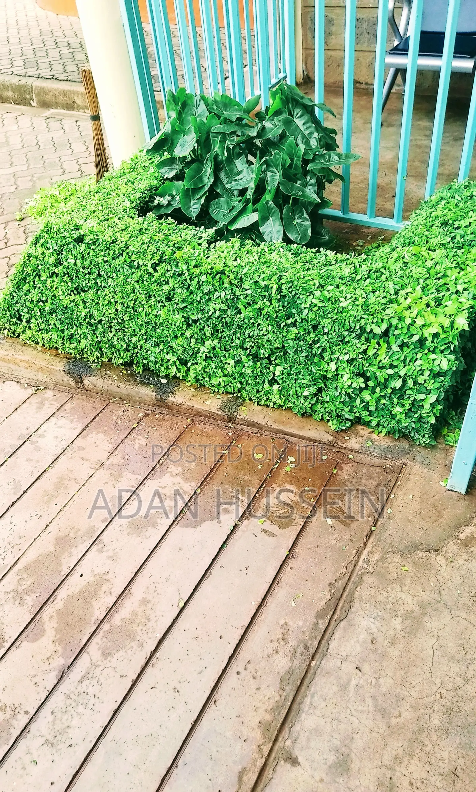 Lawn Care and Hedge Trimming Services
