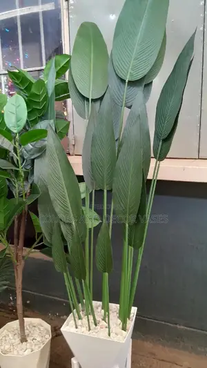 Banana Plant 1.8m Complete