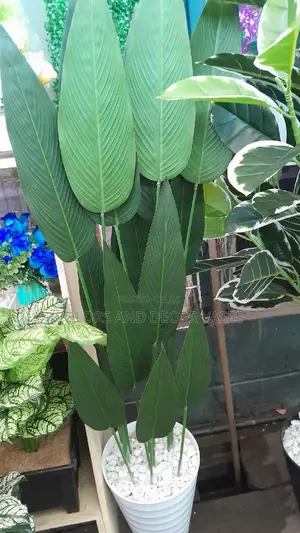 Banana Plant 1.5m With Vase Ksh