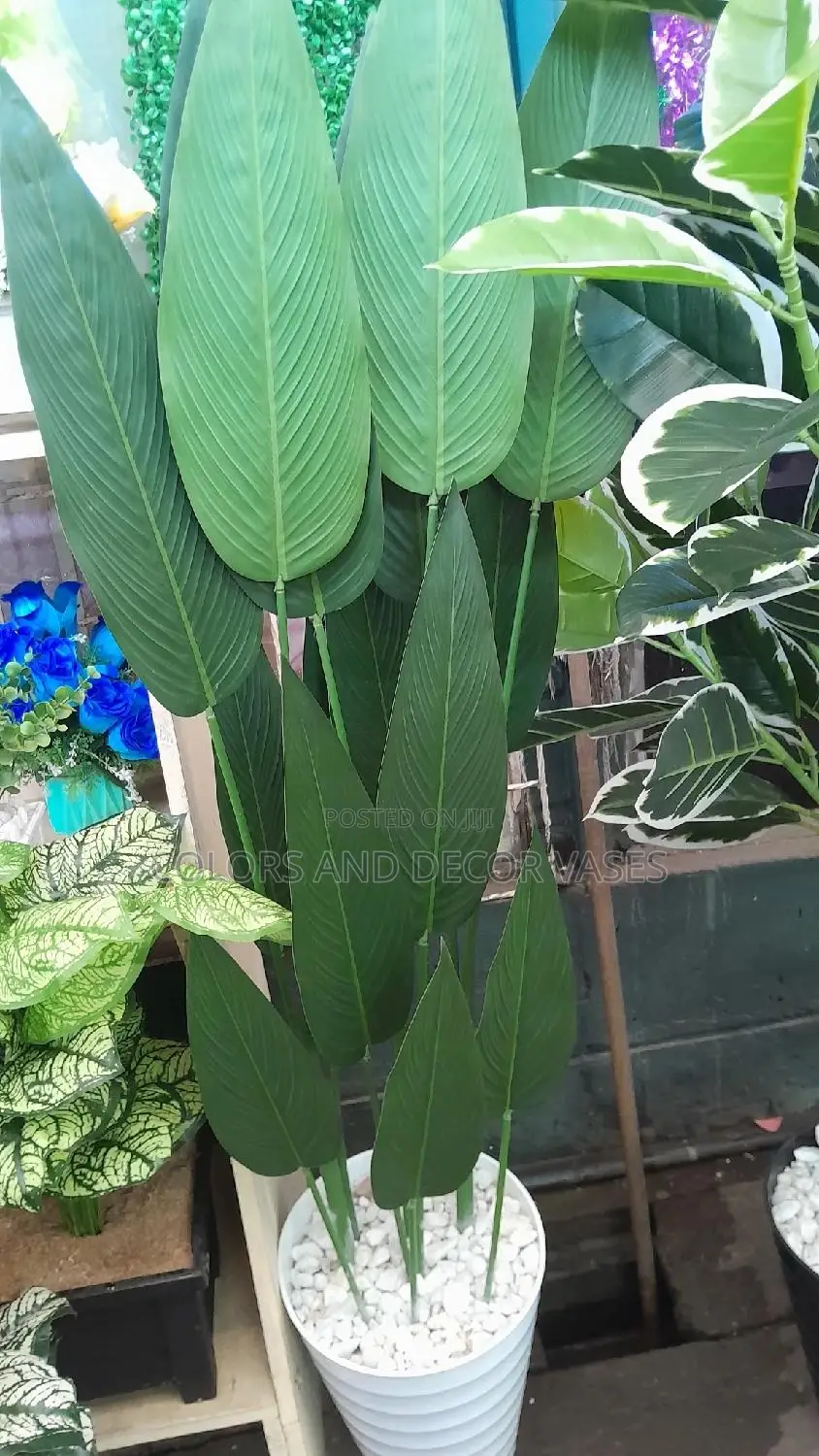 Banana Plant 1.5m With Vase Ksh