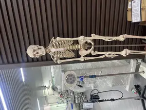 Human Skeleton