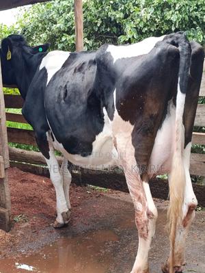 Friesian Cows for Sale - thumbnail 2