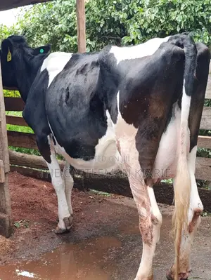 Friesian Cows for Sale
