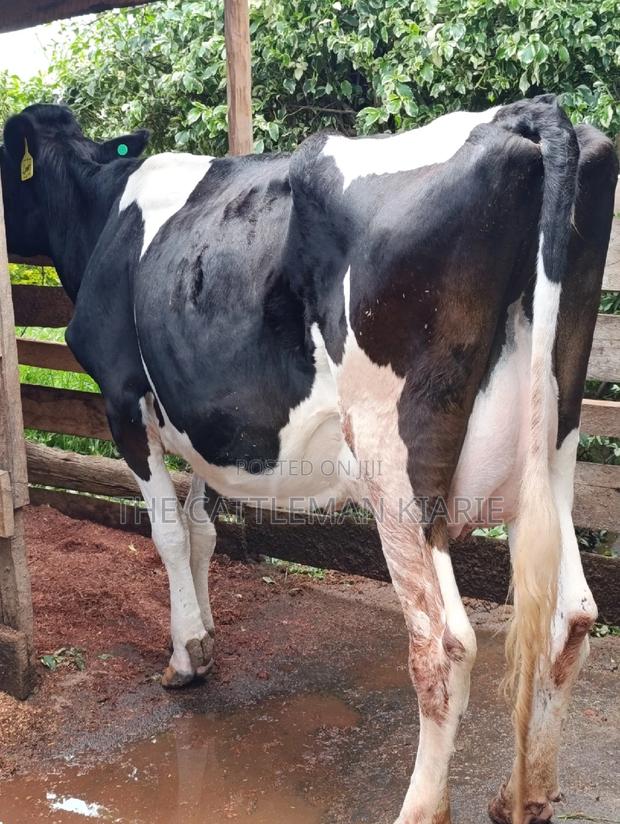 Friesian Cows for Sale - main view