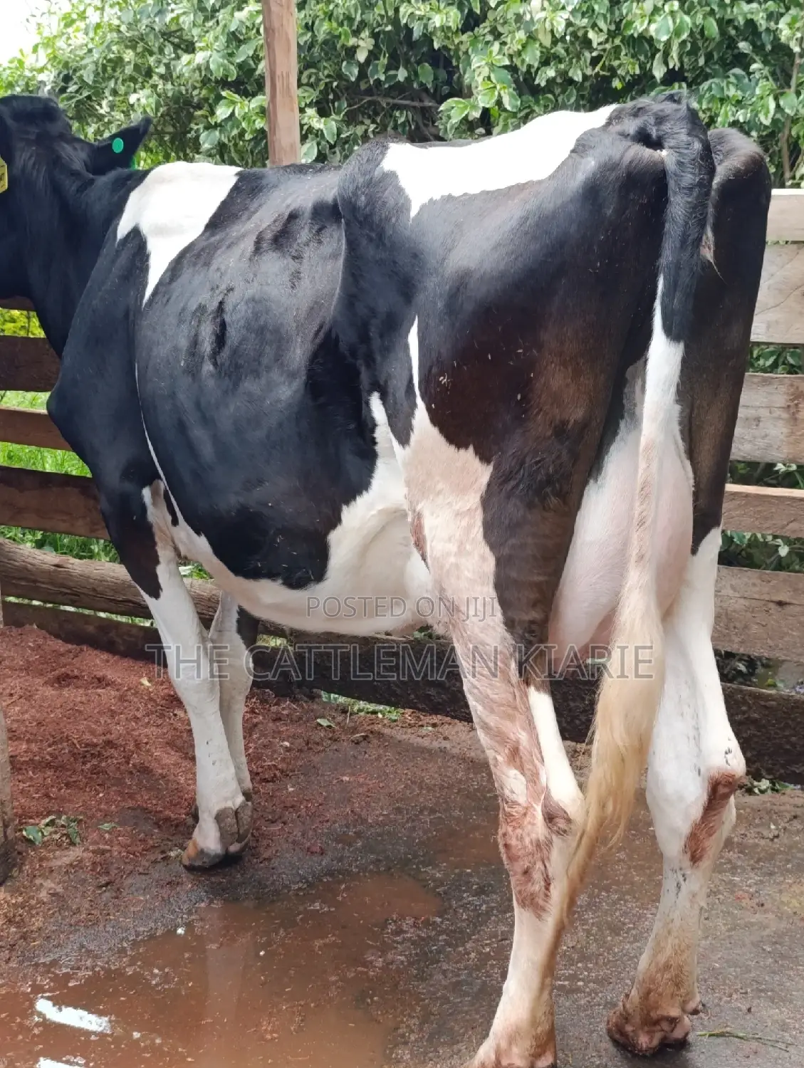 Friesian Cows for Sale