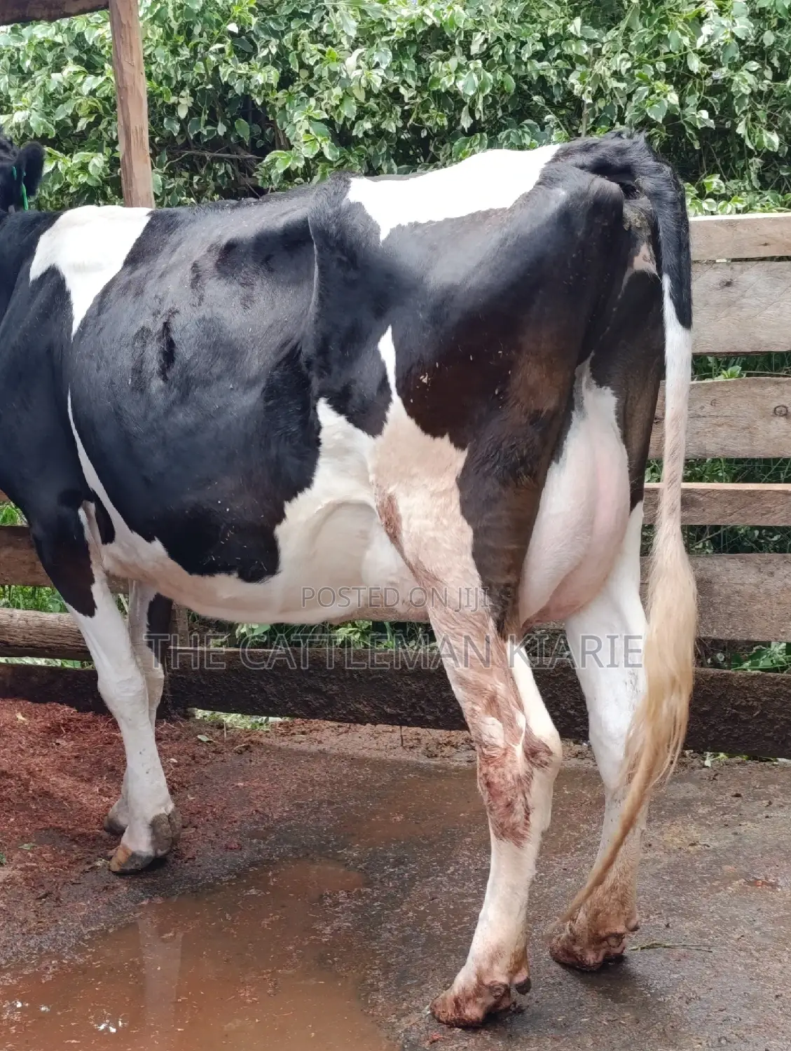 Friesian Cows for Sale