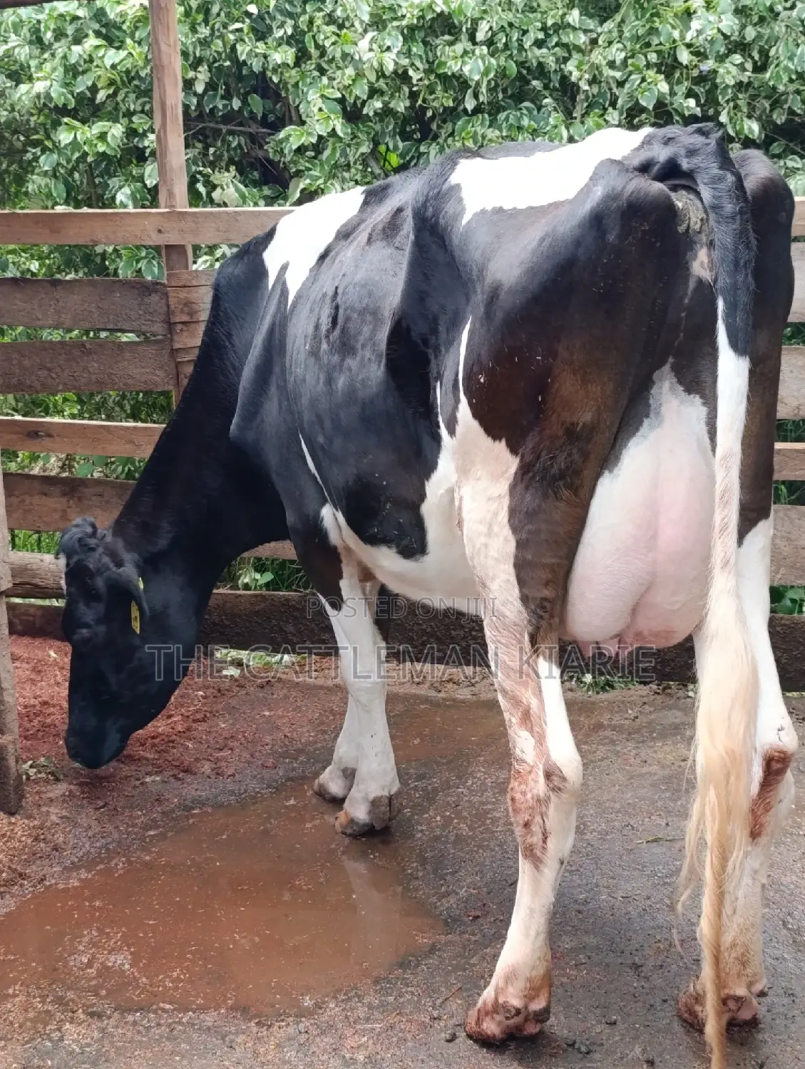 Friesian Cows for Sale