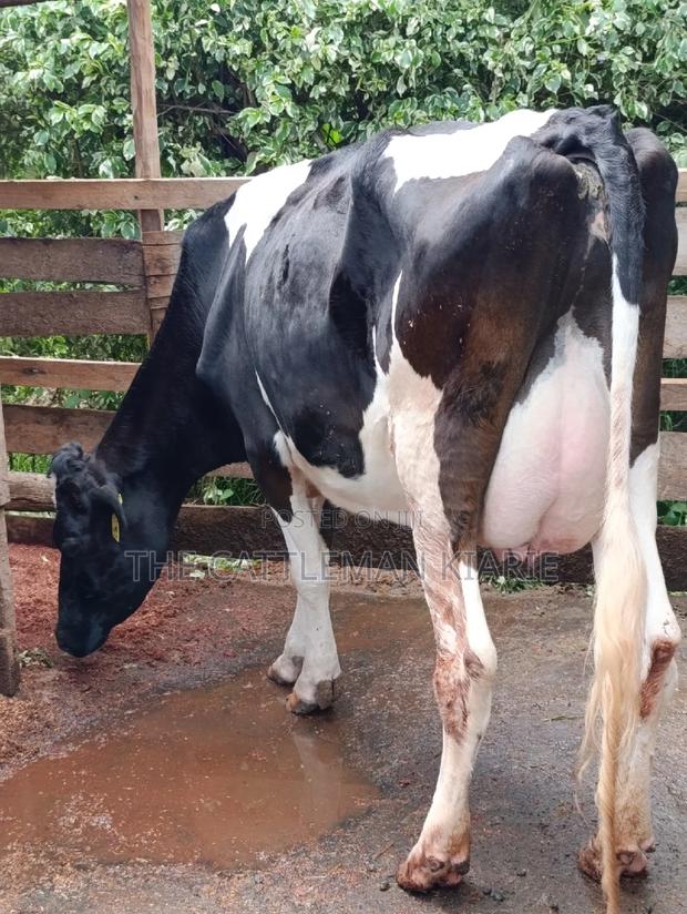 Friesian Cows for Sale - thumbnail 5